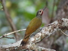 Colaptes auricularis