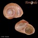 Pearly Topshell - Photo (c) Femorale, some rights reserved (CC BY-NC)