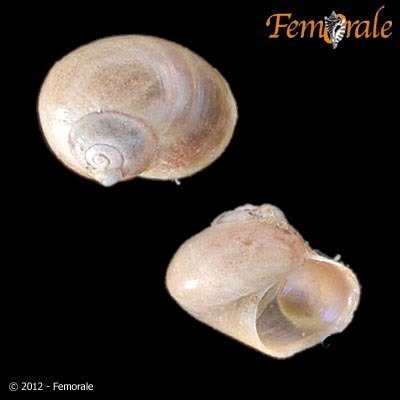 Pearly Topshell