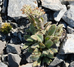 Myosotis traversii cantabrica
