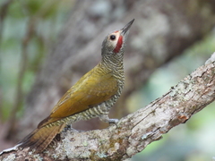Colaptes auricularis