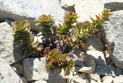 Veronica haastii