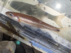 Notropis baileyi