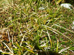 Carex edura