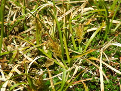 Carex edura