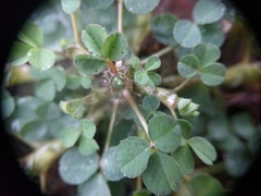Trifolium dubium