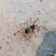 Dipoena melanogaster