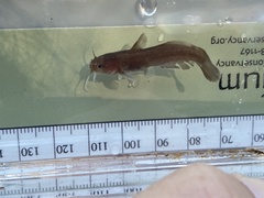 Noturus leptacanthus