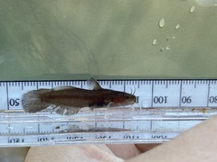 Noturus leptacanthus