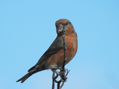 Loxia curvirostra