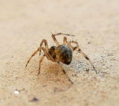 Dipoena melanogaster