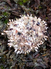 Onygena corvina