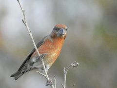 Loxia curvirostra