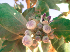 Calotropis procera image