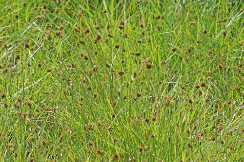 Carex athrostachya iNat (1)