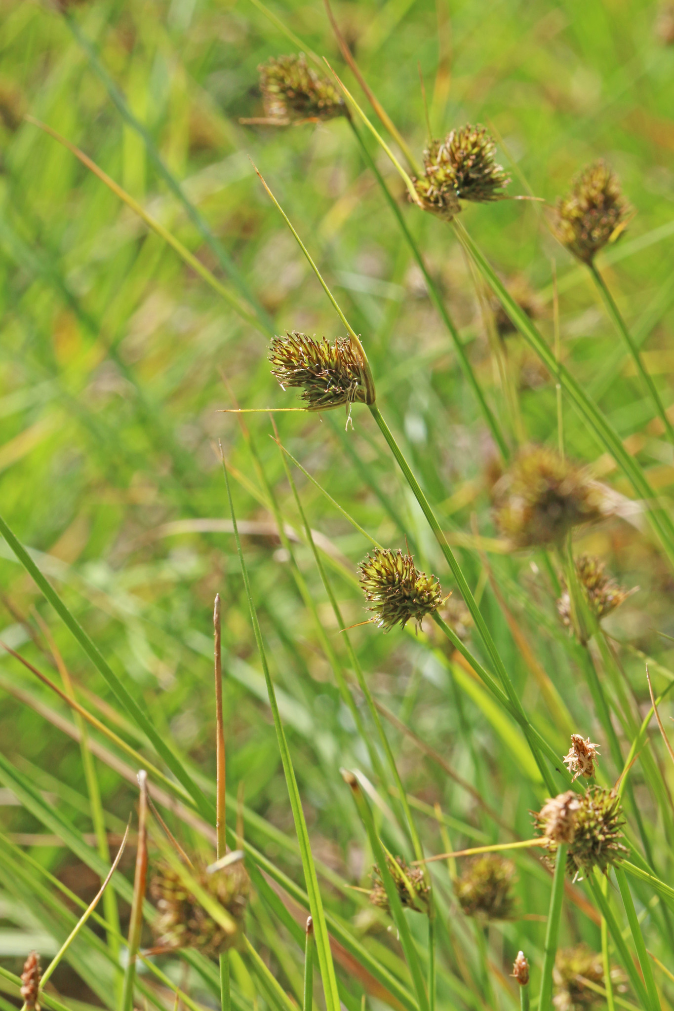 Carex athrostachya