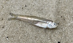 Anchoa hepsetus