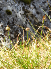Carex cephalotes