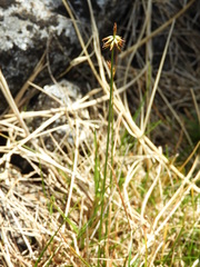 Carex cephalotes