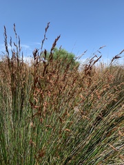 Thamnochortus insignis