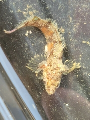 Paraclinus integripinnis