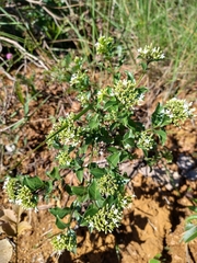 Declieuxia fruticosa