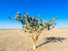 Calotropis procera image