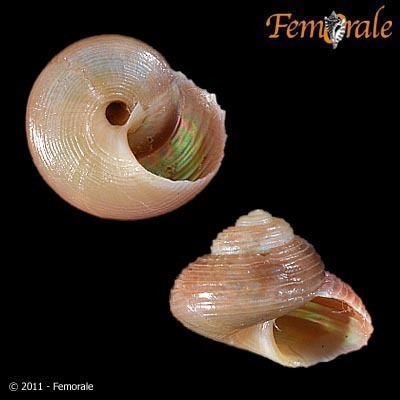 Greenland Topshell