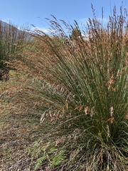 Thamnochortus insignis