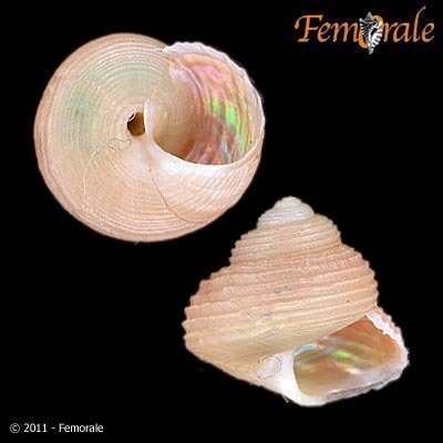 Greenland Topshell