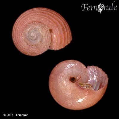 Greenland Topshell