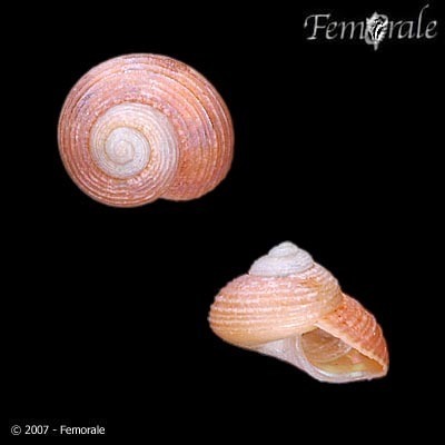 Greenland Topshell