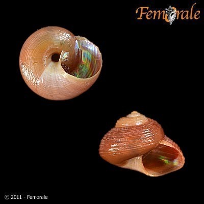 Greenland Topshell