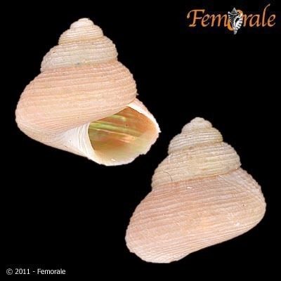 Greenland Topshell