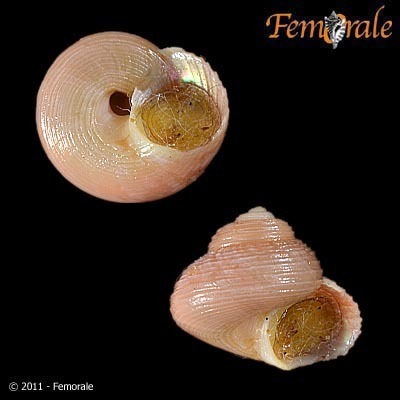 Greenland Topshell