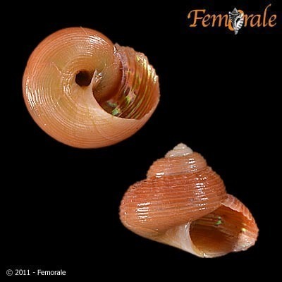 Greenland Topshell