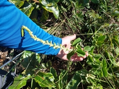 Stachytarpheta longispicata