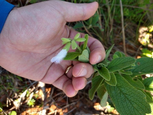 Image of Salvia tomentella by (c) Leonardo Bergamini, some rights reserved (CC BY)