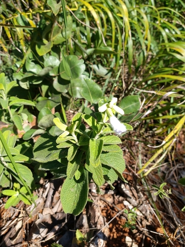 Image of Salvia tomentella by (c) Leonardo Bergamini, some rights reserved (CC BY)