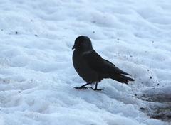 Corvus monedula