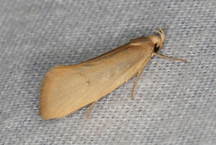 Microbela