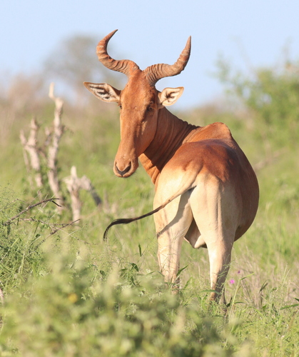 Hartebeest