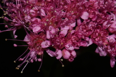 Spiraea splendens splendens