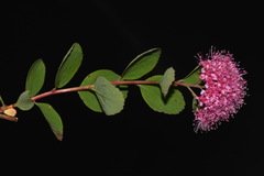 Spiraea splendens splendens