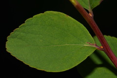 Spiraea splendens splendens