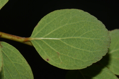 Spiraea splendens splendens