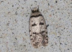 Scatochresis
