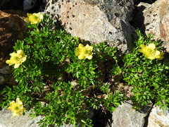 Ranunculus sericophyllus