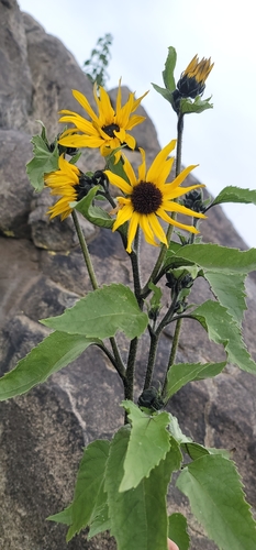 Image of Helianthus winteri by (c) Chris Winchell, some rights reserved (CC BY)