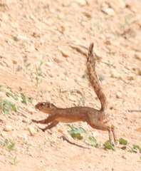 Xerus rutilus